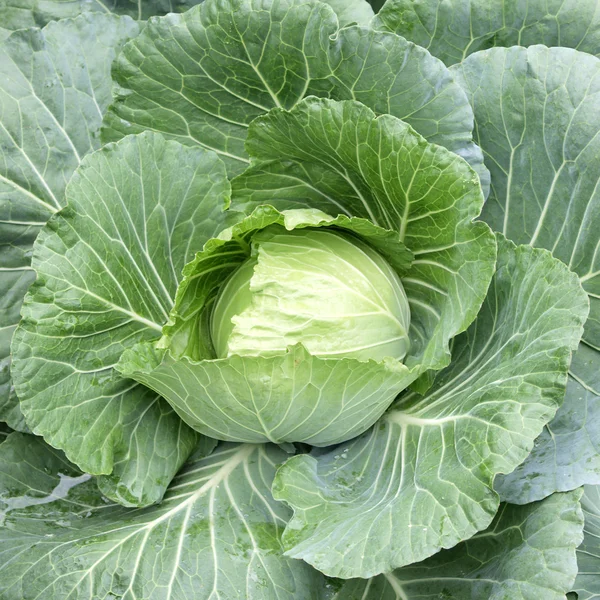 Fresh cabbage from top view — Stock Photo, Image