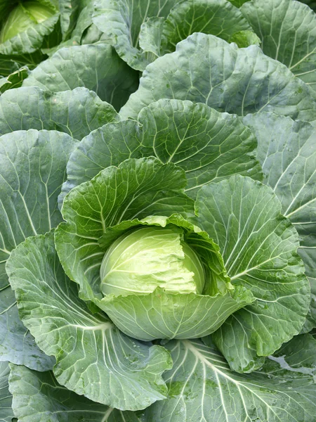 Head of fresh cabbage with leaves. — Stock Photo, Image
