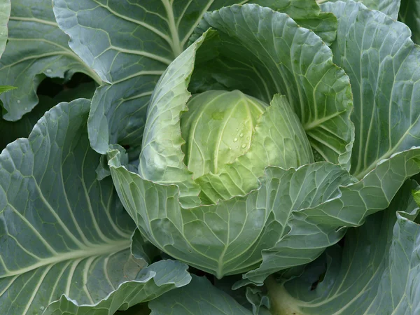 Head of fresh cabbage — Stock Photo, Image
