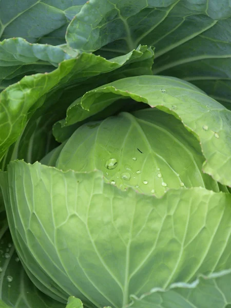 Head of fresh cabbage — Stock Photo, Image
