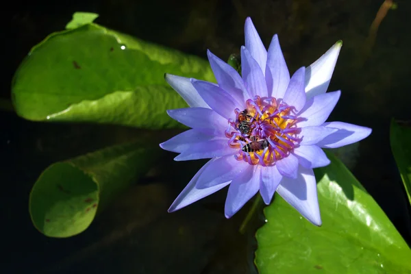 Çiçek açan nilüfer su yüzeyi üzerinde — Stok fotoğraf