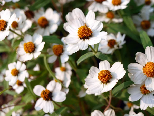 stock image White daisies