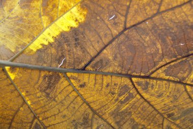 Dry leaf on textured paper