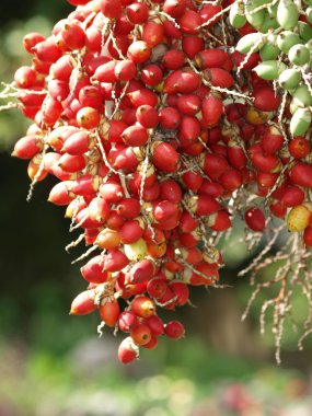 Kırmızı ve yeşil tembul fındık