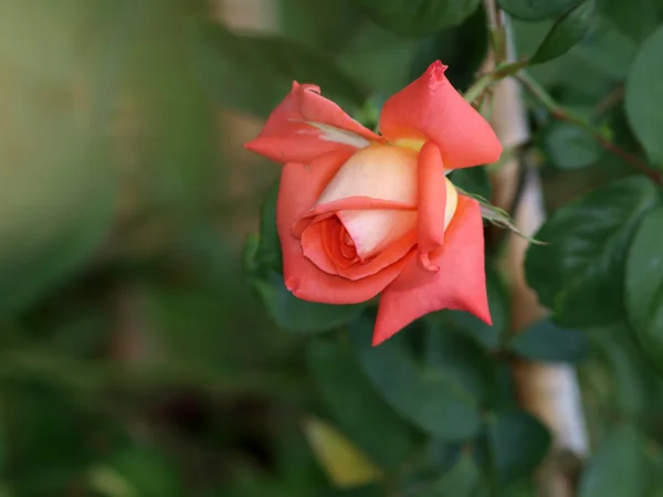 Roses on a bush in a garden — Stock Photo, Image