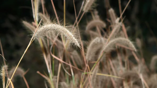 Цветок травы в вечернее время — стоковое фото
