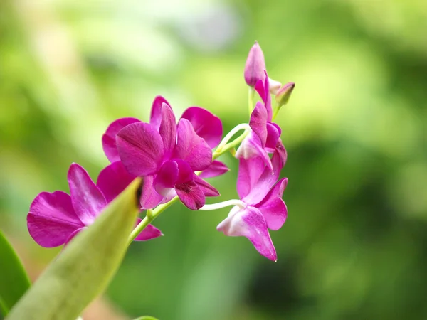 Primo piano di rosso dendrobium orchidea all'aperto . — Foto Stock