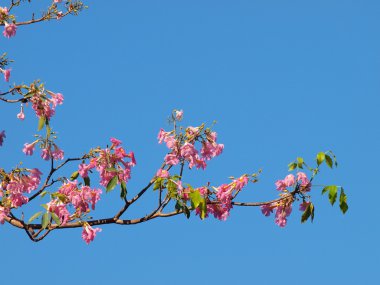 pembe tabebuia ağaç mavi gökyüzü.