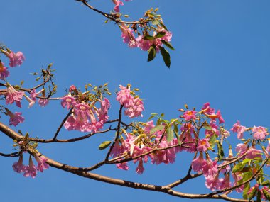 pembe tabebuia ağaç mavi gökyüzü.