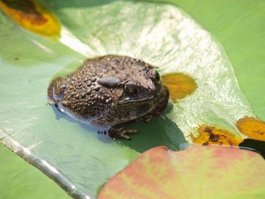 toad nilüfer yaprağı üzerinde oturan