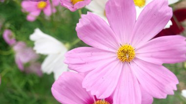 cosmos Pembe çiçek