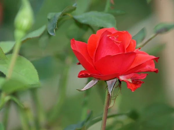 庭の茂みにバラ — ストック写真