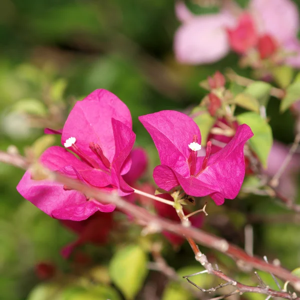 Imagem horizontal de Bougainvillea rosa brilhante — Fotografia de Stock