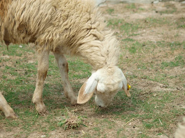 stock image Grazing sheep