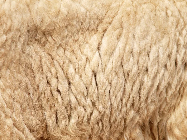 Fondo de piel de oveja —  Fotos de Stock
