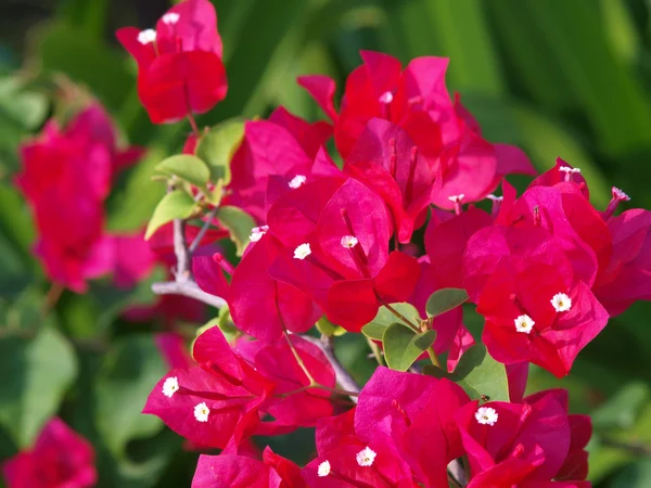 Imagem horizontal de Bougainvillea rosa brilhante — Fotografia de Stock
