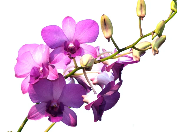 Λουλούδι ροζ μοβ orchid dendrobium σε άσπρο φόντο — Φωτογραφία Αρχείου