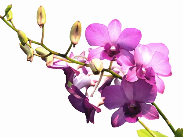 Pink purple dendrobium orchid flower on white background — Stock Photo, Image