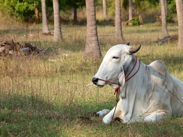 Thai Cow in relax time — Stock Photo, Image
