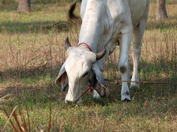 Выпас тайской коровы — стоковое фото