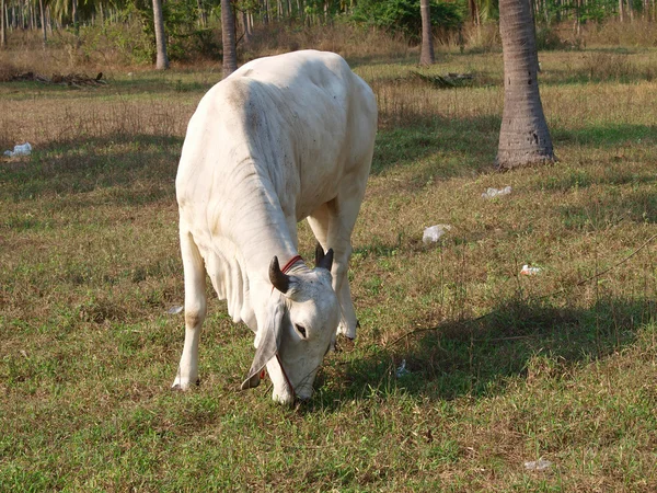 stock image Grazing Thai Cow