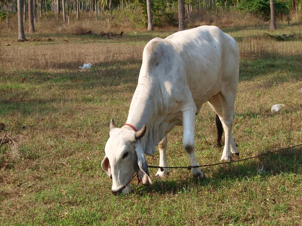タイの牛を放牧 — ストック写真