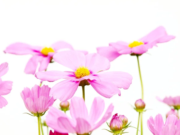 Pink flower of cosmos isolated on white background — Stock Photo, Image
