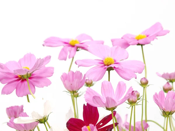 Pink flower of cosmos isolated on white background — Stock Photo, Image