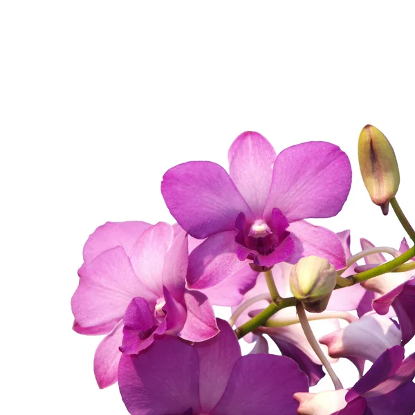 stock image Pink purple dendrobium orchid flower on white background