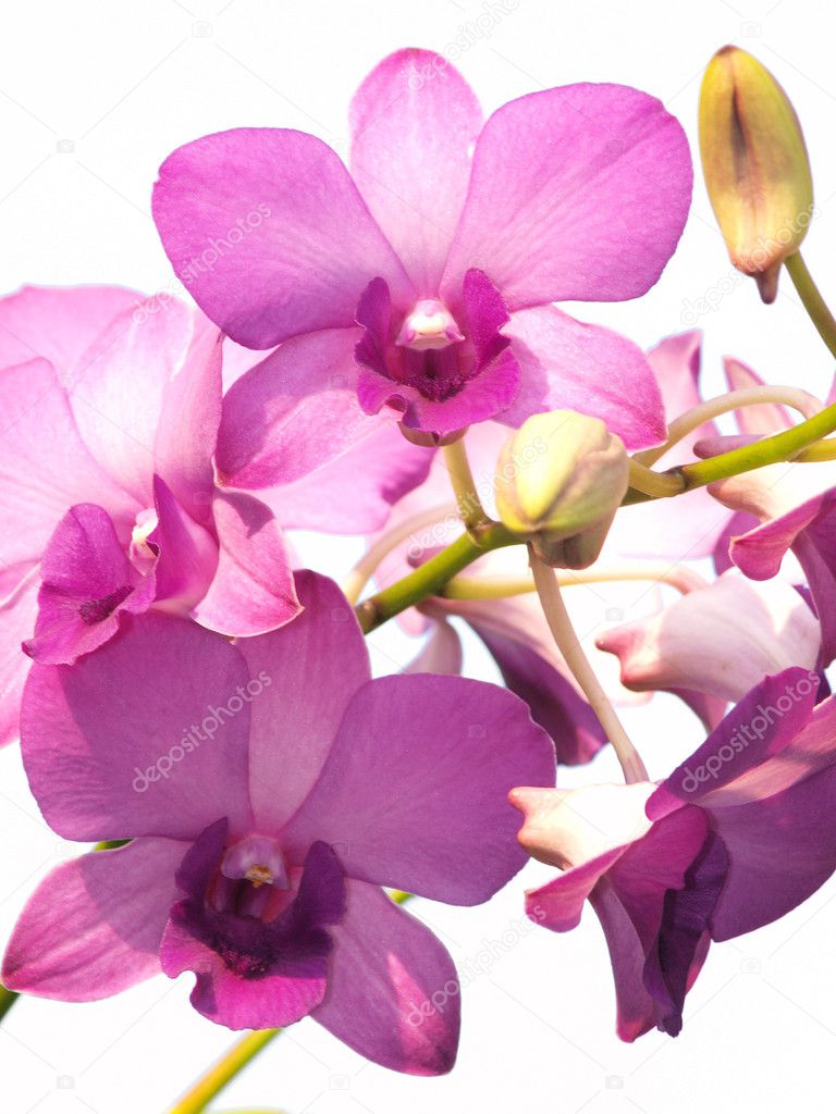 Rosa roxo dendrobium flor de orquídea no fundo branco fotos, imagens de ©  jakgree #12178609