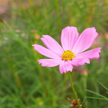 cosmos Pembe çiçek