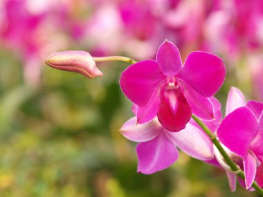 pembe mor dendrobium orkide çiçek