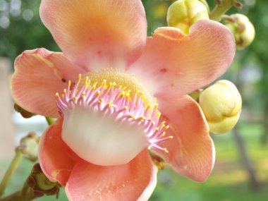 Cannonball ağacından (Shorea robusta çiçek)