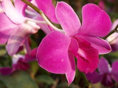 pembe mor dendrobium orkide çiçek