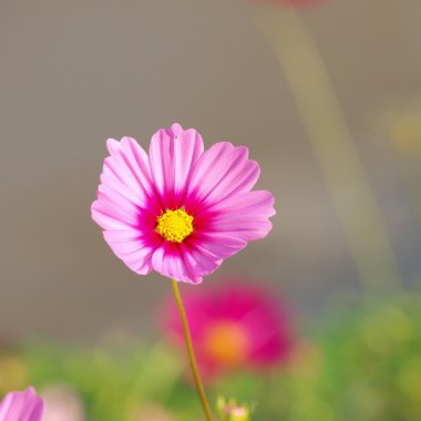 cosmos Pembe çiçek