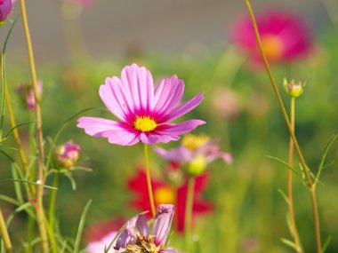 cosmos Pembe çiçek