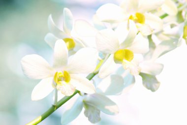 Yellow dendrobium orchid flower clipart