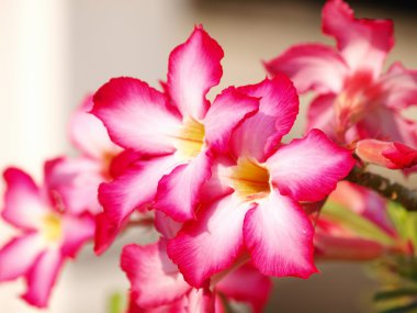 pembe Impala lily yakın çekim