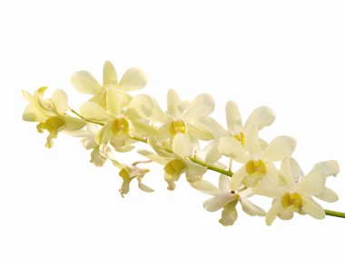 White dendrobium orchid flower on white background