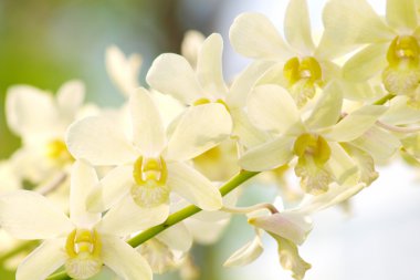 White dendrobium orchid flower clipart