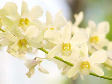 White dendrobium orchid flower