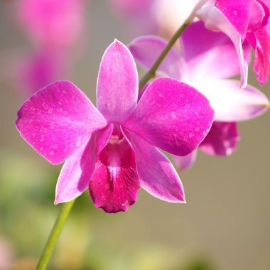 pembe mor dendrobium orkide çiçek