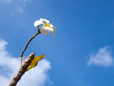 Mavi gökyüzü ile tropik çiçekler frangipani (plumeria) karşı