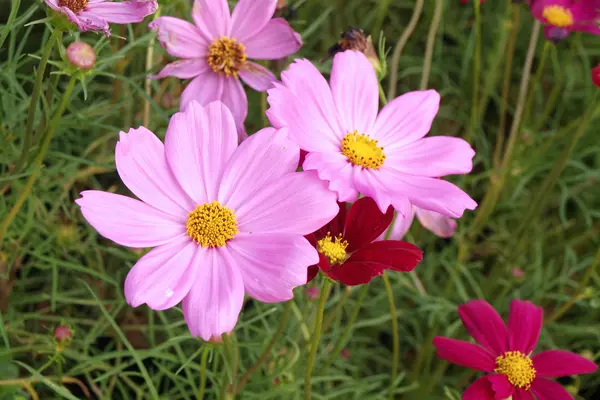 stock image Pink flower of cosmos