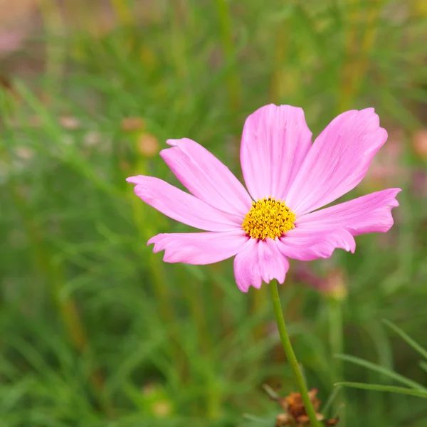 Pink flower of cosmos — Stock Photo, Image