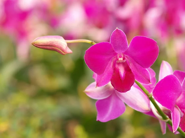 stock image Pink purple dendrobium orchid flower