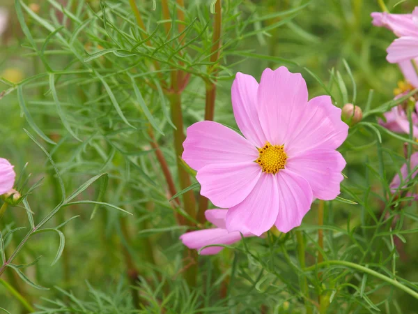 コスモスのピンクの花 — ストック写真