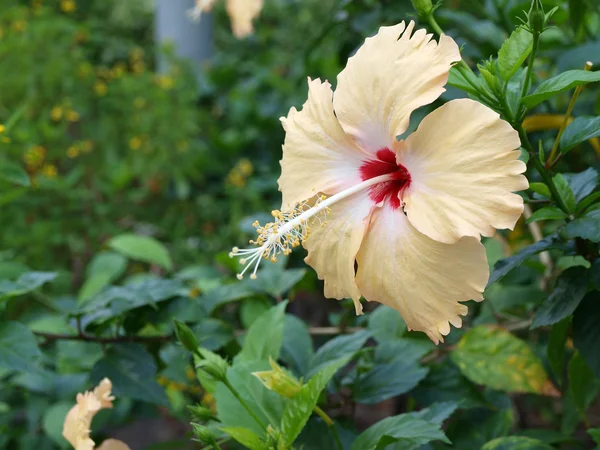 stock image Yellow hibicus is blooming