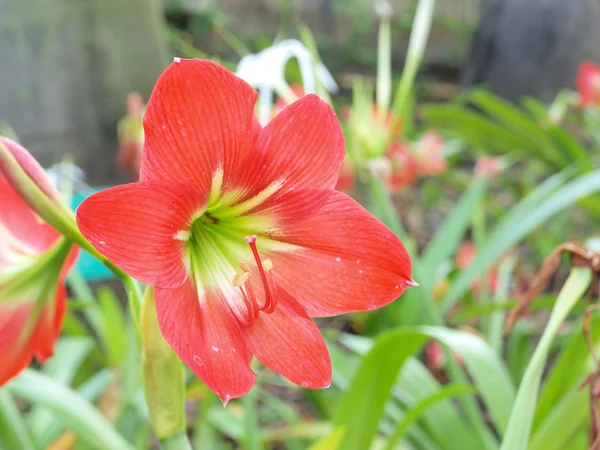 Red Amaryllis Blooms in A park — Stock Photo, Image