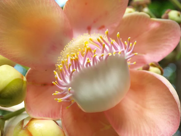 Цветок с дерева пушечного ядра (Shorea robusta ) — стоковое фото
